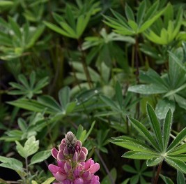 Plante-Vivace-Lupinus-'La-Chatelaine'