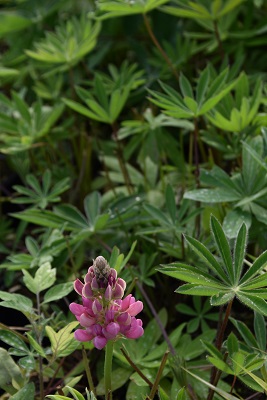 Plante-Vivace-Lupinus-'La-Chatelaine'