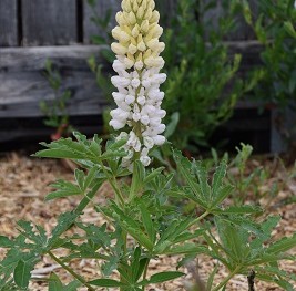 Plante-Vivace-Lupinus-'La-Demoiselle'