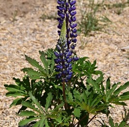 Plante-Vivace-Lupinus-'Le-Gentilhomme'