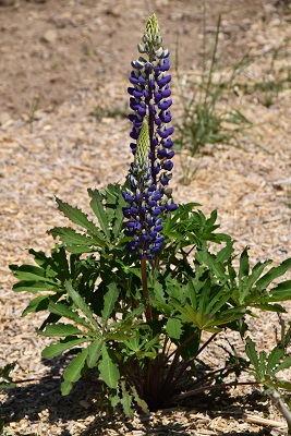 Plante-Vivace-Lupinus-'Le-Gentilhomme'