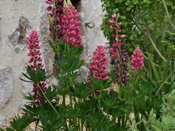 Plante-Vivace-Lupinus-'Mon-Château'