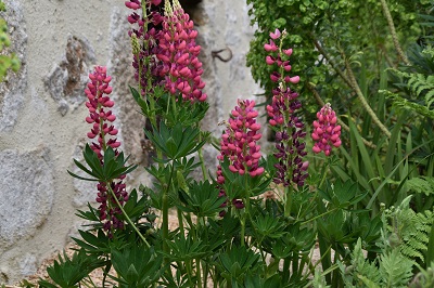 Plante-Vivace-Lupinus-'Mon-Château'