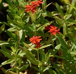 Plante-Vivace-Lychnis-chalcedonica