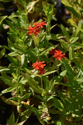 Plante-Vivace-Lychnis-chalcedonica