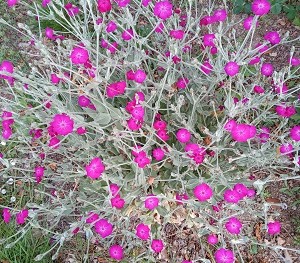 Plante-Vivace-Lychnis-coronaria