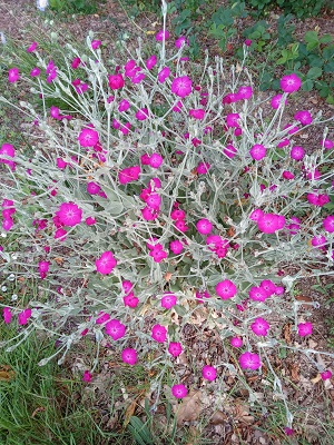 Plante-Vivace-Lychnis-coronaria