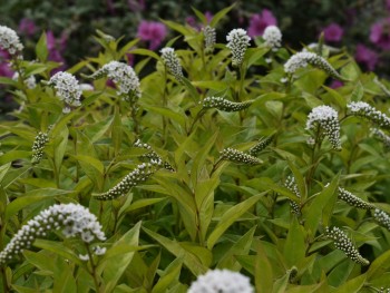 Plante-Vivace-Lysimachia-chletroides