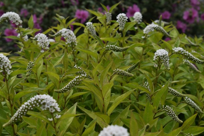 Plante-Vivace-Lysimachia-chletroides