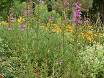 Plante-Vivace-Lythrum-salicaria