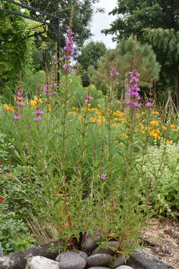 Plante-Vivace-Lythrum-salicaria