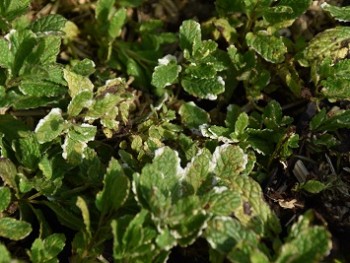 Plante-Vivace-Mentha-suaveolens-variegata