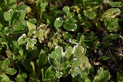 Plante-Vivace-Mentha-suaveolens-variegata
