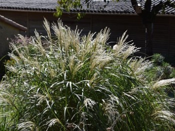 Graminée-Miscanthus-adagio