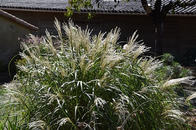 Graminée-Miscanthus-adagio