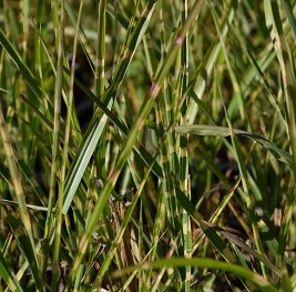 Graminée-Miscanthus-sinensis-'Etincelle'