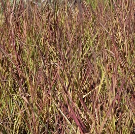 Graminée-Miscanthus-purpurascens