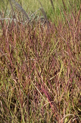 Graminée-Miscanthus-purpurascens