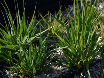 Graminée-Molinia-caerulea