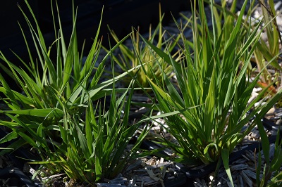 Graminée-Molinia-caerulea