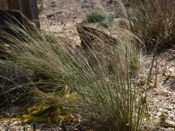 Graminée-Muhlenbergia-capillaris