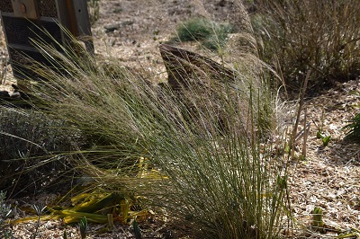 Graminée-Muhlenbergia-capillaris