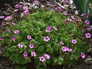 Plante-Vivace-Oxalis-floribunda