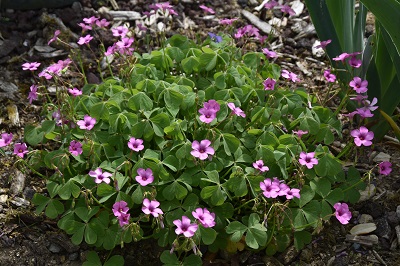 Plante-Vivace-Oxalis-floribunda