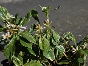 Plante-Vivace-Pachysandra-terminalis-'Variegata'