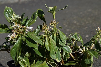 Plante-Vivace-Pachysandra-terminalis-'Variegata'
