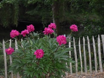 Plante-Vivace-Paeonia-'Karl-Rosenfield'