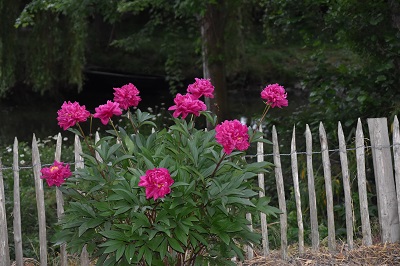 Plante-Vivace-Paeonia-'Karl-Rosenfield'