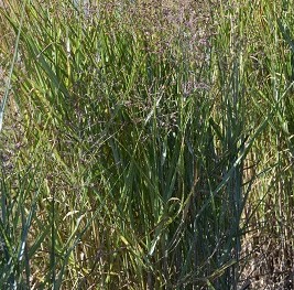 Graminée-Panicum-Heavy-Metal