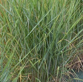 Graminée-Panicum-Prairie-Sky