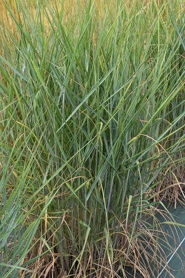 Graminée-Panicum-Prairie-Sky