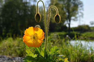 Plante-Vivace-Papaver-nudicaule