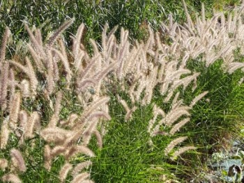 Graminée-Pennisetum-'Karley-Rose'