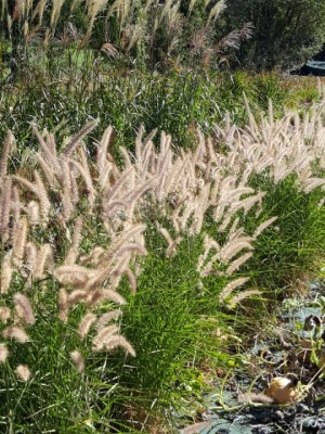 Graminée-Pennisetum-'Karley-Rose'