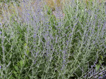 Plante-Vivace-Perovskia-'Blue-Spire'