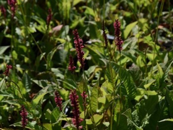 Plante-Vivace-Persicaria-amplexicaulis