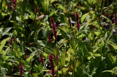 Plante-Vivace-Persicaria-amplexicaulis