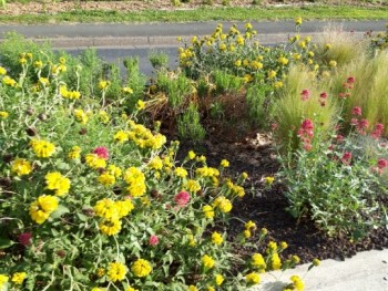 Plante-Vivace-Phlomis-fruticosa