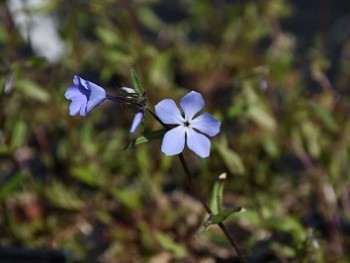 Plante-Vivace-Phlox-divaricata-'Clouds-of-Perfume'