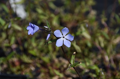 Plante-Vivace-Phlox-divaricata-'Clouds-of-Perfume'