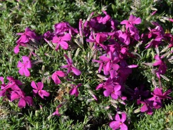 Plante-Vivace-Phlox-douglasii-'Crakerjack'