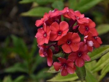 Plante-Vivace-Phlox-paniculata-'Orange-Perfection'