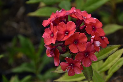 Plante-Vivace-Phlox-paniculata-'Orange-Perfection'