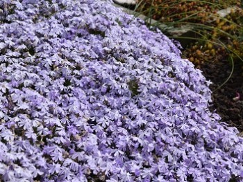 Plante-Vivace-Phlox-subulata-'Blue-Eyes'