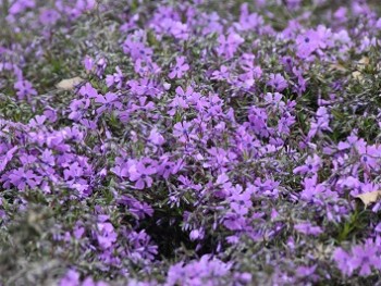 Plante-Vivace-Phlox-subulata-'Purple-Beauty'
