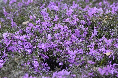 Plante-Vivace-Phlox-subulata-'Purple-Beauty'